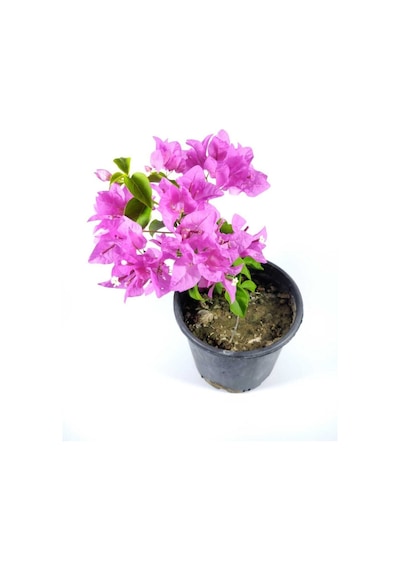 Begonvil Fidanı Bougainvillea Bahçe Balkon Teras