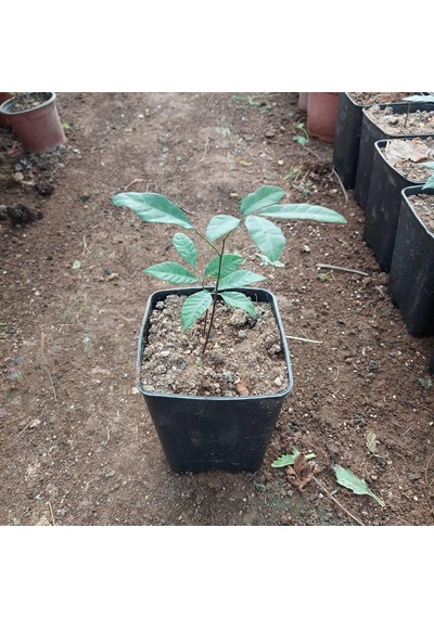 2 Yaş Longan Fidesi Ejder Gözü