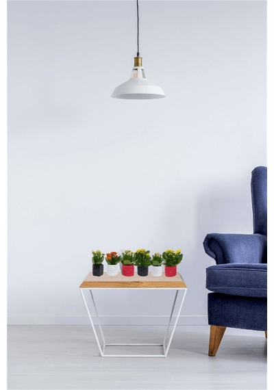 Kalanchoe 3'lü Set | Dekoratif Saksıda
