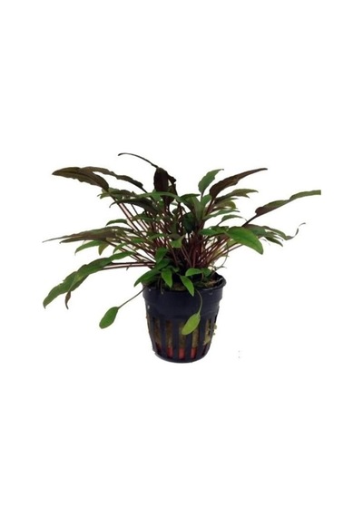 Cryptocoryne Petchii Saksı Canlı Bitki
