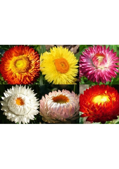 50+ Strawflower Ölümsüz Çiçek Tohumu Katmerli Çiçekli