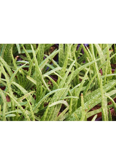 Aloe Vera Bitkisi 10 Adet