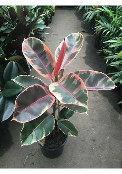 Videolu Alacalı Kauçuk 1 Adet Saksılı 60-80cm Iç Mekan Süs Bitkisi Ficus Elastica Belize