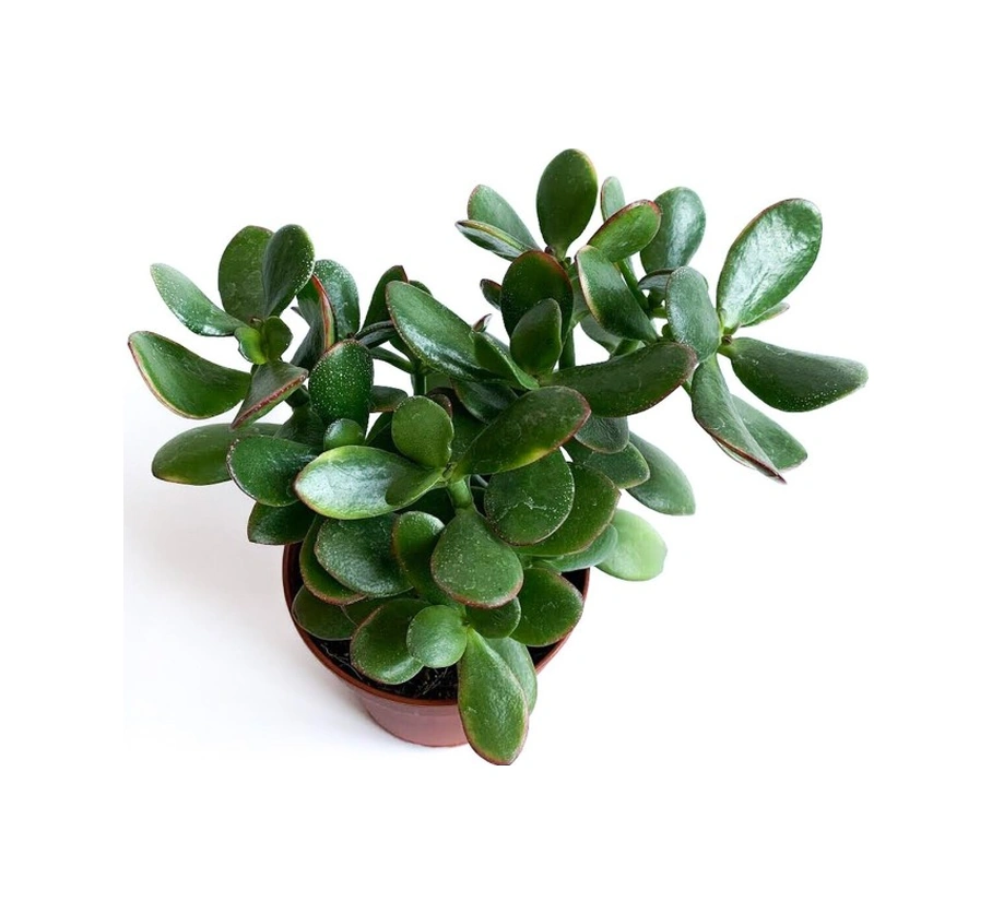 Crassula Ovata - Para Çiçeği Fidanı 10-20 Cm