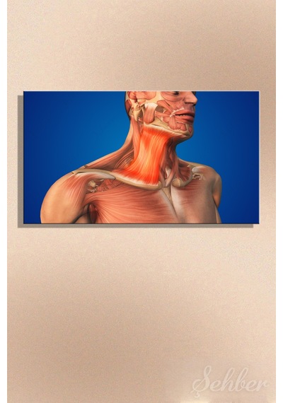 İnsan Boyun Kaslarının Anatomisi Platysma Kası 3d Tıbbi İllüstrasyon Kanvas Tablo Yatay Tekli 3557