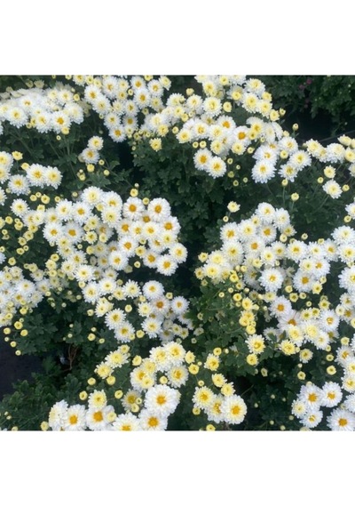 Kasımpatı Chrysanthemum Beyaz Renk 10-20 Cm