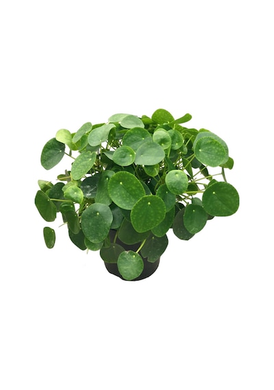 Pilea Peperomioides - Ev Ve Ofis Bitkisi N11.4645