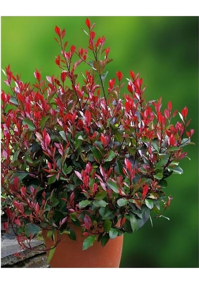 Alev Çalısı Bitkisi 40 Cm Saksılı/tüplü Dış Mekan Bitkisi Photinia Serrulata