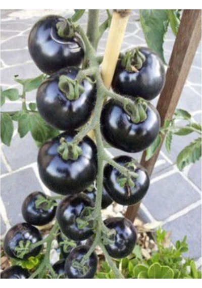 Nadir Ithal Siyah Domates Tohumu Black Tomato 5 Tohum