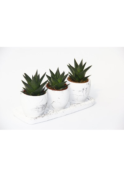 Haworthia Trio Set - 3lü Limifolia