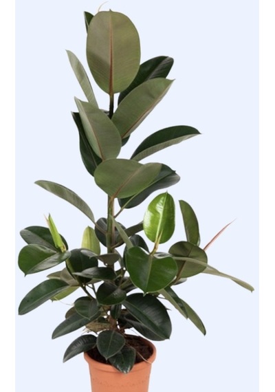 Kauçuk Ficus Elastica 40- 60 Cm 2 Adet