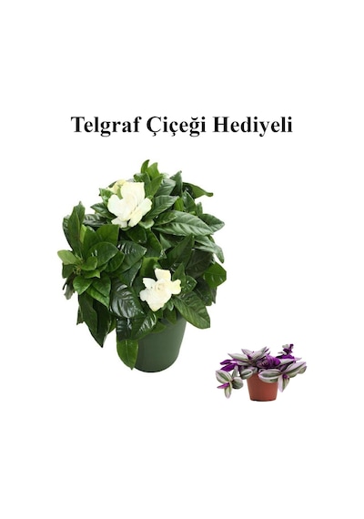 Yoğun Mis Kokulu Gardenya Çiçeği Sevgililer Gününe Özel Telgraf Hediyeli