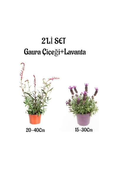 Gaura Çiçeği 20-40 +kokulu Mor Lavanta Fidanı 15-30cm Dış Mekan Bitkisi