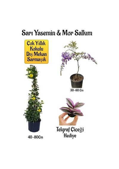 Sarı Yasemin Çiçeği+mor Salkım Ağacı Fidanı+telgraf Çiçeği Peyzaj Seti