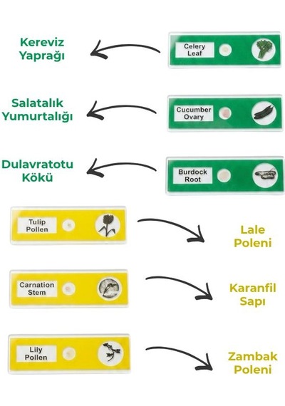 Temel 12 Li Hazır Mikroskop Slayt Seti, Eğitici Biyolojik Örnek Slaytlar