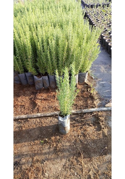 20 Adet Biberiye Fidanı Rosmanirus Officinalis Dahil