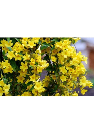 Serada Decor Plant Sarı Yasemin Çiçeği Fıdanı 70 Cm Saksılı Dış Mekan Bitkisi