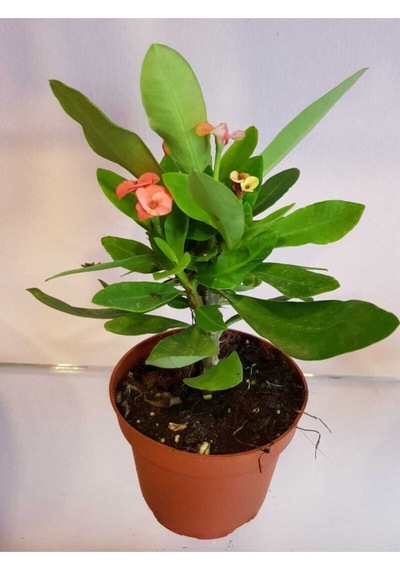 Videolu Milli Dikenler Tacı 10 55 Cm Saksılı Kaktüs Euphorbia