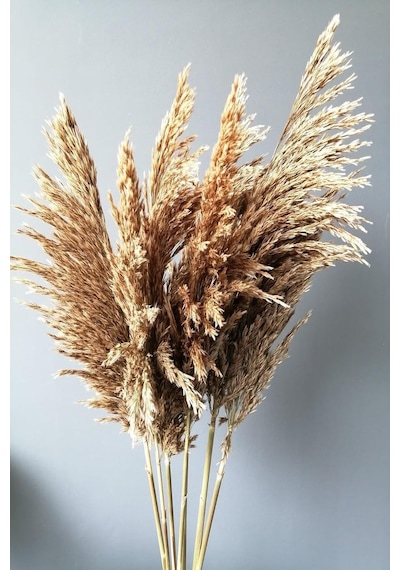 Alyones Kuru Çiçek Pampas 7 Adet 100 Cm Boy Çok Renkli
