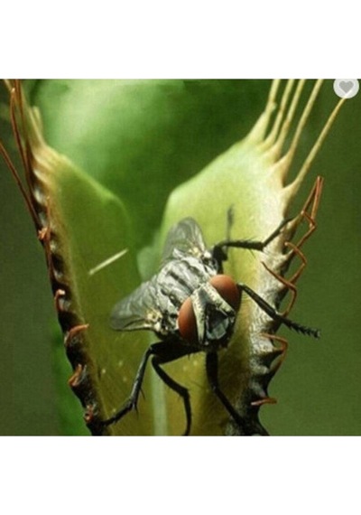 5 Adet Venus Flytrap Fresh Garden Tohumu