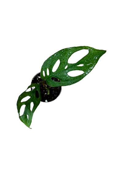 Monstera Adansonii 'laniata' Deve Tabanı