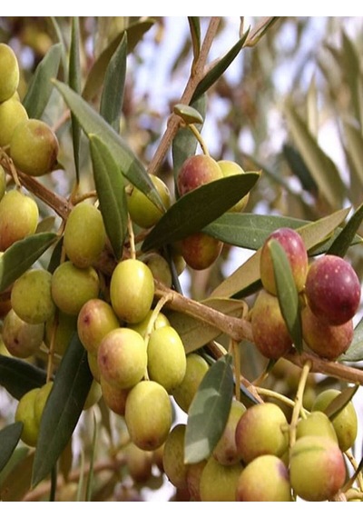 Videolu Bodur 1 Adet Zeytin Ağacı Fidanı 60-80cm Saksılı Dwarf Olive