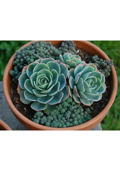 Serada Decor Plant Dev Boy Xxl Echeveria Glauca Aşkın Gözyaşı Sukulent Bitki