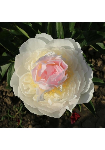 Peonies Festiva Katmerli White Şakayık Çiçeği Yumrusu-Rizomu(1 Adet)