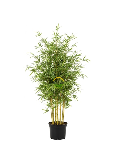 5 Adet Bambu Bitkisi Paketi Bambusa Aurea 150cm