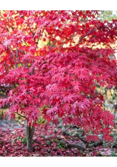 20 Adet Tohum Organik Taze Hasat Kırmızı Akçaağaç Japon Red Mople Ağaç Tohumnu Hediye Tohum