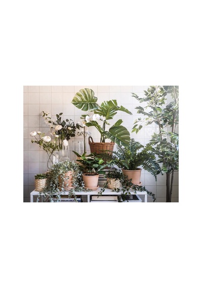Ikea Kaktusfikon Rattan Saksı 24 Cm Naturel
