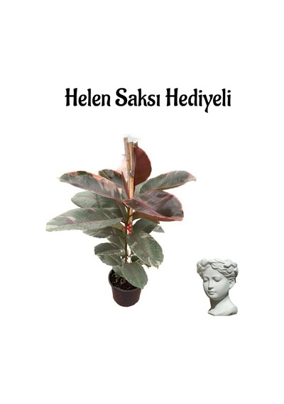 Avantajlı Pembe Renkli Kauçuk Bitkisi Sevgililer Gününe Özel Helen Saksı