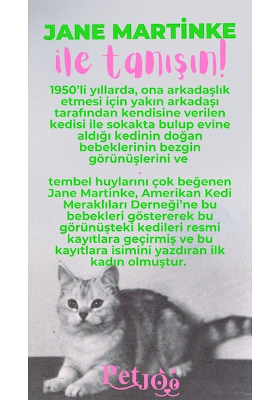 Petjoo 5.Jane Martinke Pembe-Yeşil Qr'lı Kedi Künyesi