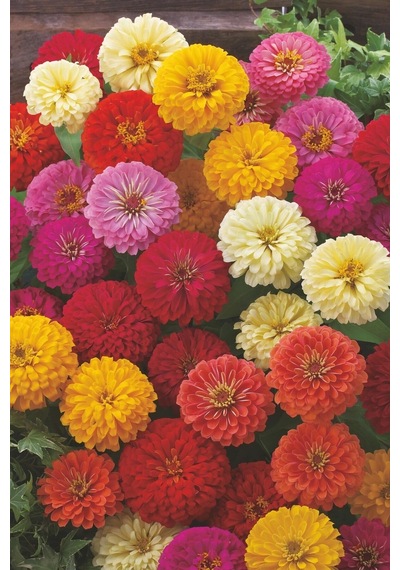 Lilliput Zinnia Tohumu Bodur Top Çiçekli Karışım Kirli Hanım Çiçeği