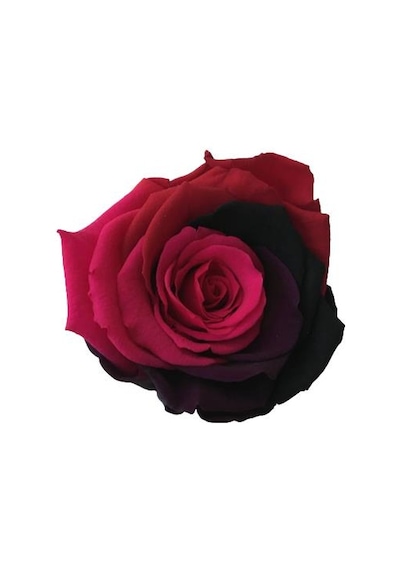 Rose Amor Parçalı Renk Pembe Bordo Solmayan Şoklanmış Gül Xl