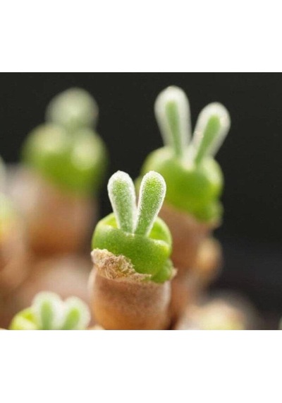 10 Adet Rabbit Ear Shape Rare Succulent Tohumu
