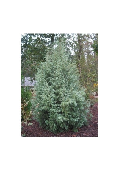 Mavi Servi Fidanı Picea Pungens 10-20 Cm
