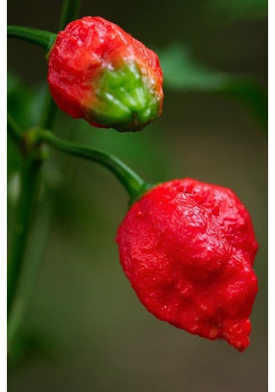Dünyanın En Acısı Trinidad Scorpion Biber Tohumu 10+ Adet Tohum