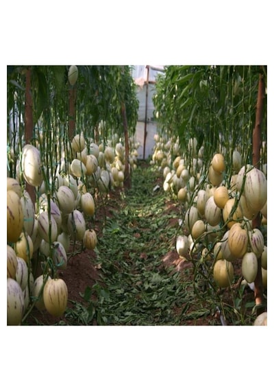 Saksıda Pepino Fidanı