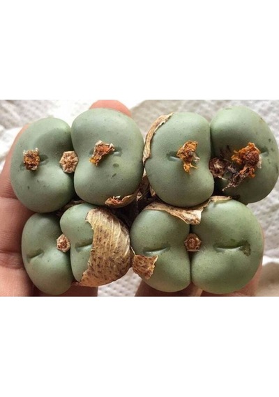 10 Adet Conophytum Ornatum Succulent Tohumu