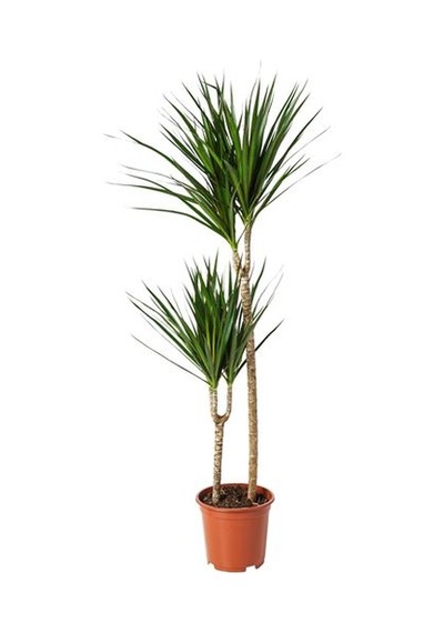 Ikea Dracaena Margınata Canlı Bitki, Yeşil, 19 Cm, 2 Dal Dragon Ağacı