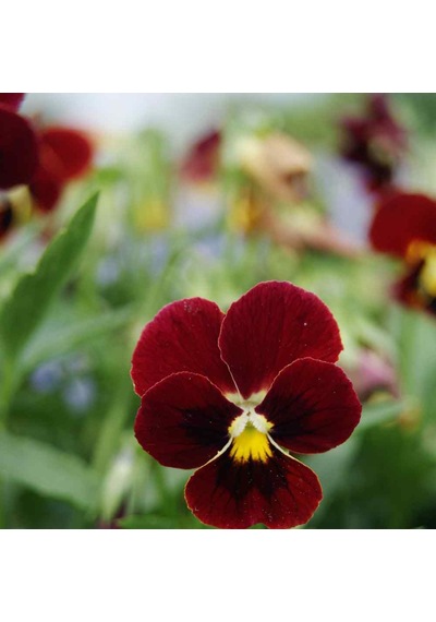 Arkwright Cornuta Violet Menekşe Çiçeği Tohumu 100 Tohum