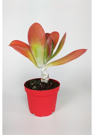 Kalanchoe Thyrsiflora - Çöl Lahanası - Ciğer Sukulent - Kırmızı
