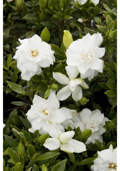 Mis Kokulu Masa Çiçeği 1 Adet Gardenya Saksılı 30-40cm Gardenia Flower