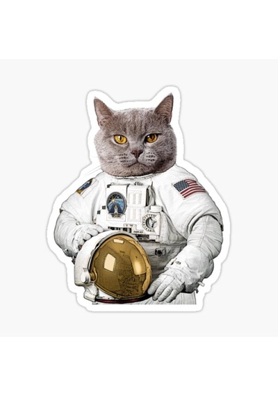 Chartreux Kedi Araba Oto Sticker Etiket Renkli V8