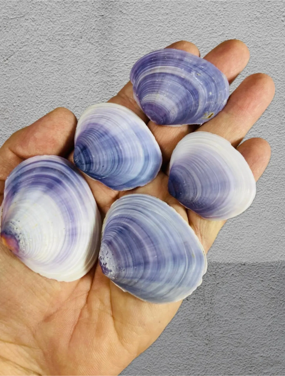 Gerçek Deniz Kabuğu - Oceanum Legatum - Deliksiz - 60gr , Ort 10 Adet