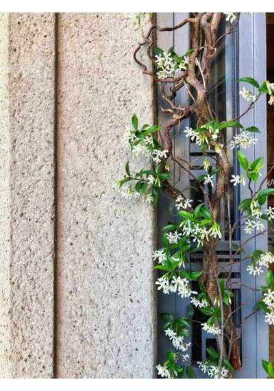 Yasemin Beyaz Çiçekli Kokulu Şarmaşık 90-120 Cm 1 Adet Dış Mekan Bitkisi Star Jasmine
