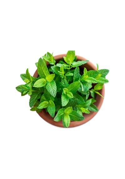 Nane Tohumu Kokulu Nane Tohum Aromalı Nane Tohum Adet Seçiniz 5 Paket 500 Adet