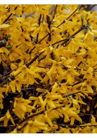 Tüplü Altın Çanağı Fidanı Forsythia Intermedia - Sarı Çiçekli Erken Bahar Açan Süs Çalısı