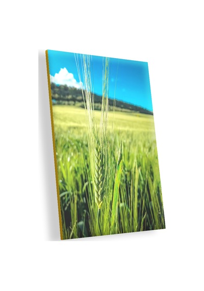 Cakasepetim Yeşil Buğday Başakları Ahşap Mdf Tablo